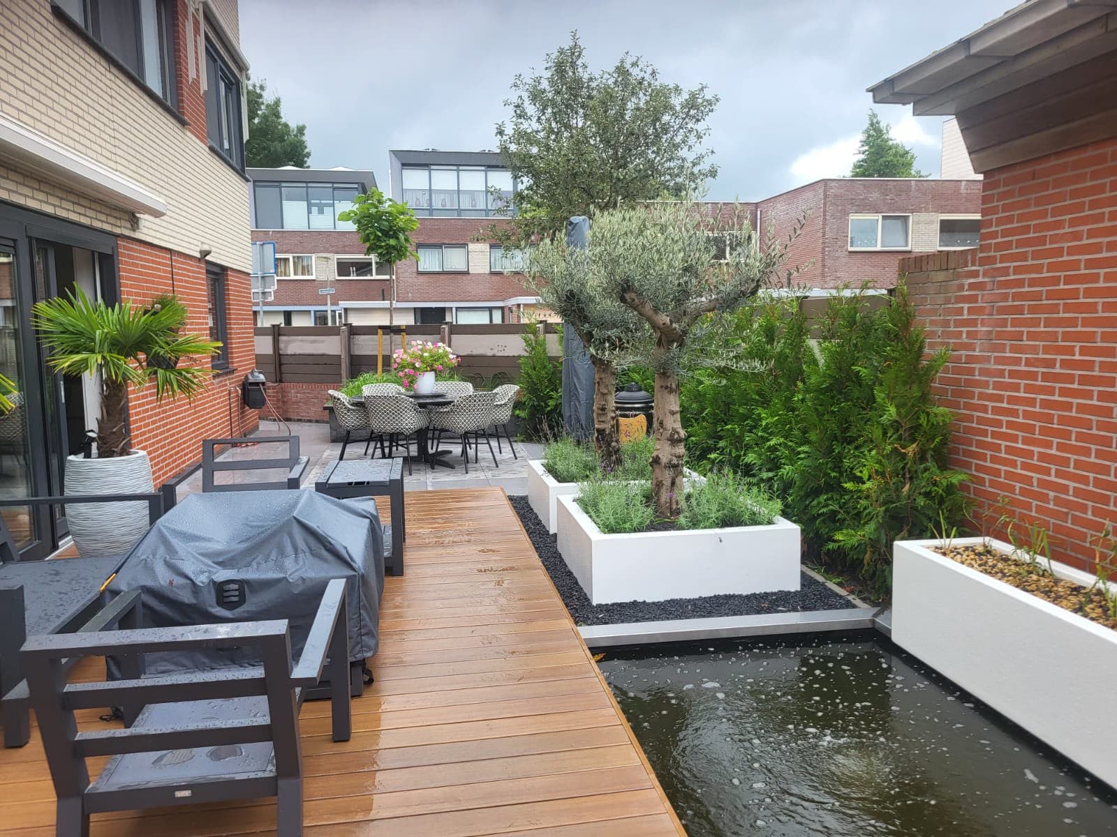 Terras met olijfboom en bloeiende petunia's